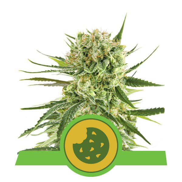Royal Cookies Automatski - fem. i samocvjetajuće sjeme 5 kom Royal Queen Seeds