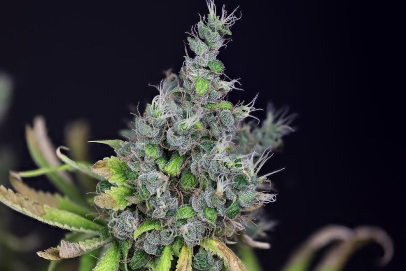 Alaskan Purple Auto Feminizovaná Semínka - 5