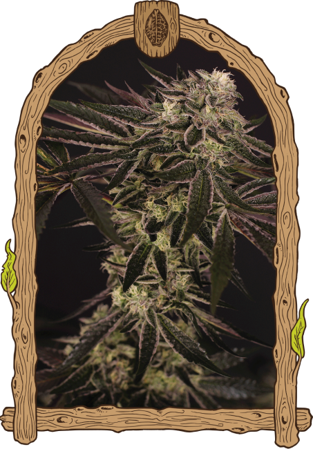 Purple Shot - feminizované semená, 3 ks, Exotic Seed