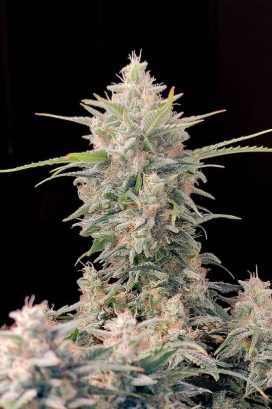 Original Skunk Auto Feminizowane Nasiona - 5