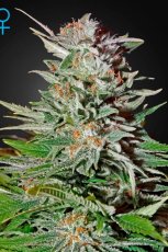 Super Lemon Haze Auto - samonakvétací semínka 3 ks Green House Seeds