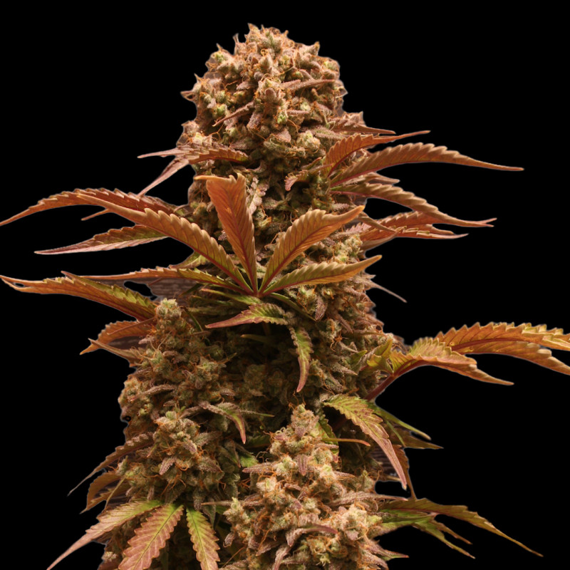 Purple Ryder - autoflowering semena 10 ks, Doctor's Choice