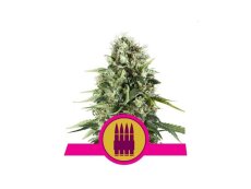 Royal AK feminizované semínka 5 ks Royal Queen Seeds