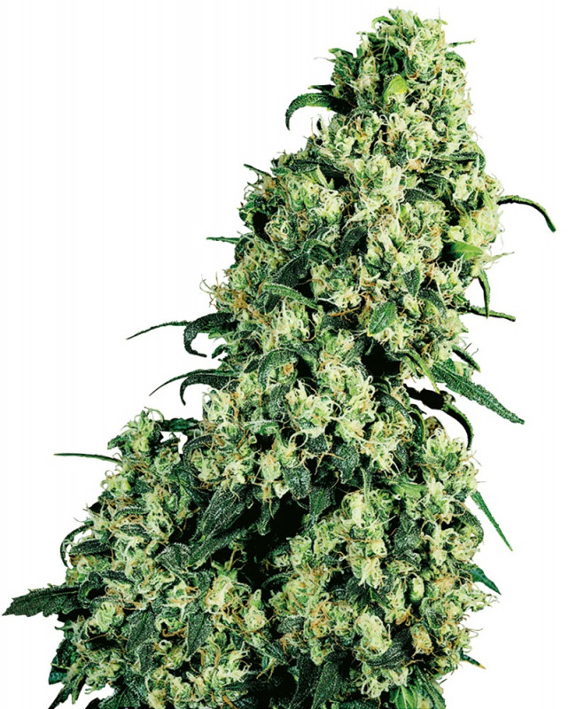 Skunk n.1 - feminizovaná semínka 5 ks Sensi Seeds