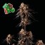 Peyote Gorilla - feminizované semienka konope 10 ks, Seedsman