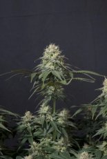 Tropicana Cookies FF - feminized marijuana seeds 10 pcs Fast Buds