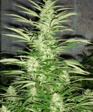 Jack 47 - feminized seeds 36 pcs Natural Seeds