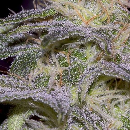Sensi Star - 10ks feminizované semená Paradise Seeds