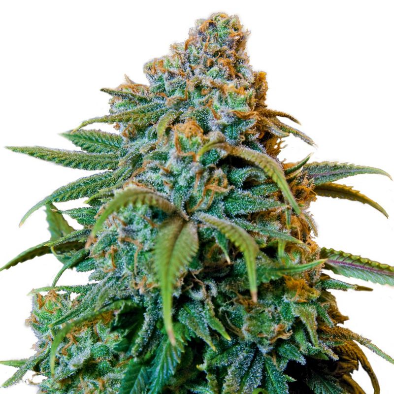 Liberty Haze – feminizované semienka 3 ks Barney Farms