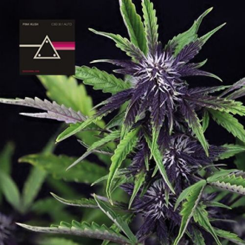 Pink Kush CBD 30:1 samonakvétací semínka 5 ks Seedsman