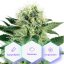 Northern Light Fast Version - 3pcs Cannapio feminized seeds