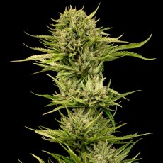 Blueberry Pie F1 Samonakvétací Feminizovaná Semínka - 3