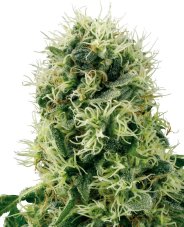 Pure Power Plant - feminizované semienka konope 3 ks, Sensi Seeds