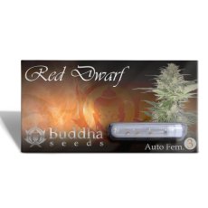 Red Dwarf auto - feminizovaná semena, 3 ks, Buddha Seeds
