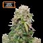 Jack Herer Feminizowane Nasiona - 3