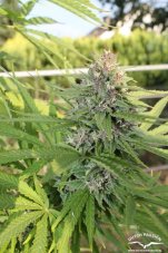 Hollands Hope - Standardized Seeds 10 pcs Dutch Passion