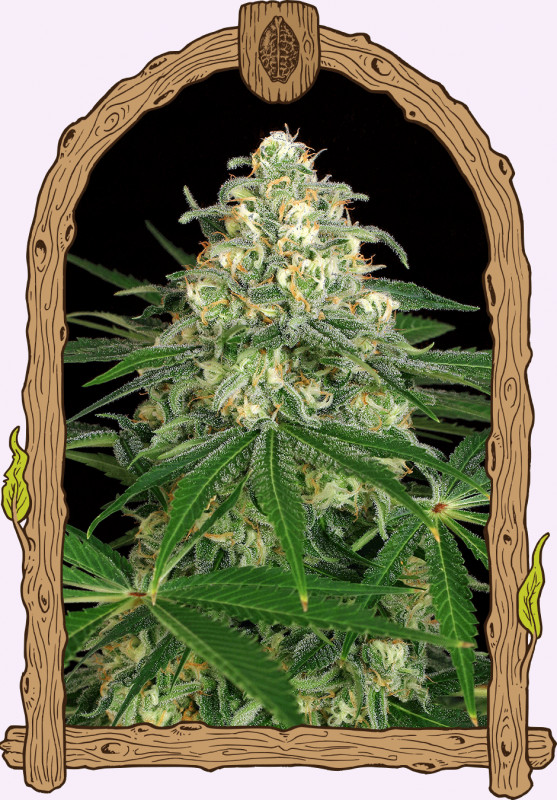 Z&Z Auto - Autoflowering Marihuana Samen, 3Stck Exotic Seed