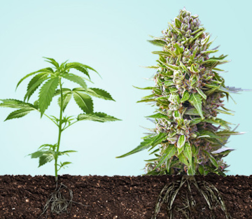 Der Reifeprozess von Cannabis - Ein umfassender Leitfaden für Züchter