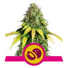 Somango XL - nasiona feminizowane 5 szt Royal Queen Seeds