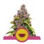 Watermelon - feminized seeds from Royal Queen Seeds, 3 pcs
