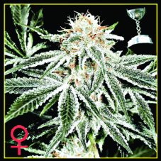 White Widow Seeds 5 Stück (Indoor), feminisierte Samen Green House Seeds