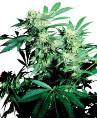 Skunk Kush 10 ks štandardizované feminizované semená Sensi Seeds