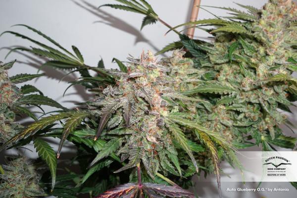 Auto Glueberry OG® - selbstblühende Samen 7 Stück Dutch Passion