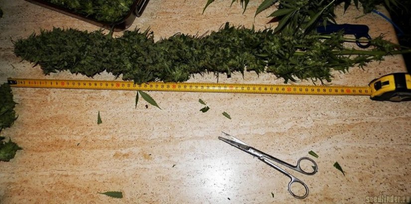 Shark Shock CBD - feminized seeds 3pcs Dinafem