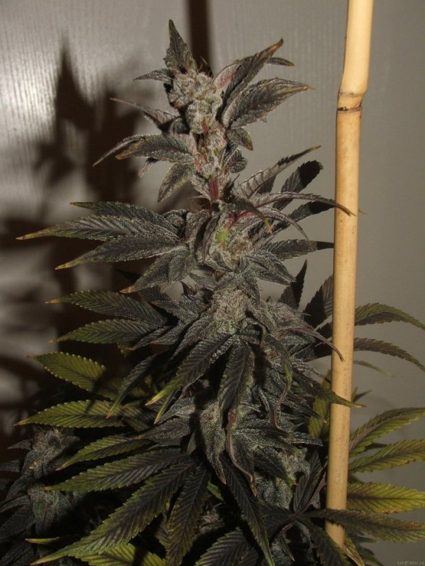 Blueberry - feminizovaná semínka 3 ks Dutch Passion