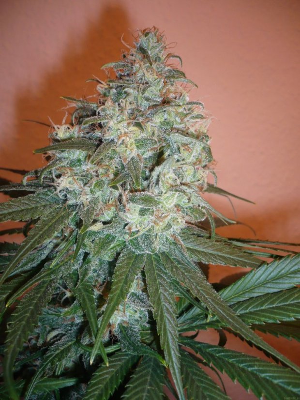 Sensi Star - 10 ks feminizovaná semena Paradise Seeds