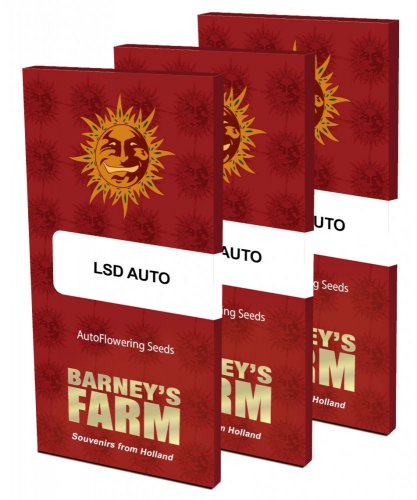 LSD AUTO - self-flowering seeds 3 pcs Barney's Farm