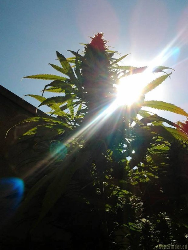 Monster - 9ks feminized semená Eva Seeds