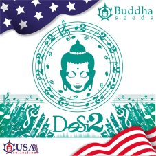 Budda DoSi2, 3 szt.