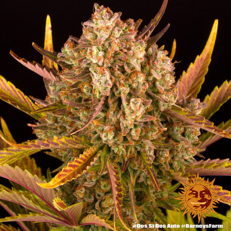 Dos Si Dos Auto - autoflowering semena marihuany 3 ks Barney´s Farm