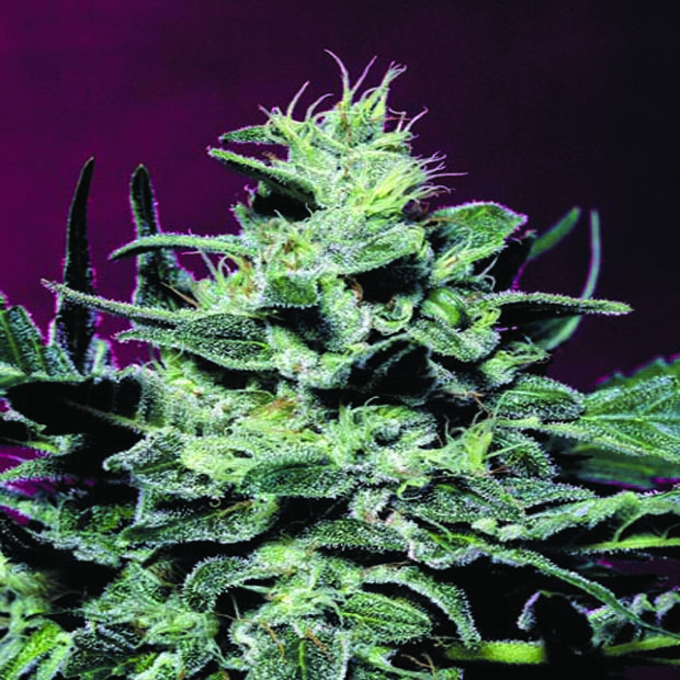 Nebula 3 ks, feminizované semená Paradise Seeds