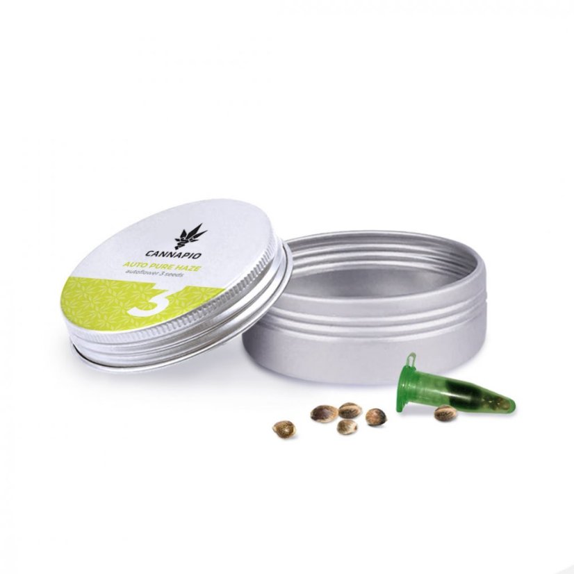 Auto Pure Haze - selbstblühende Samen 3 Stück Cannapio