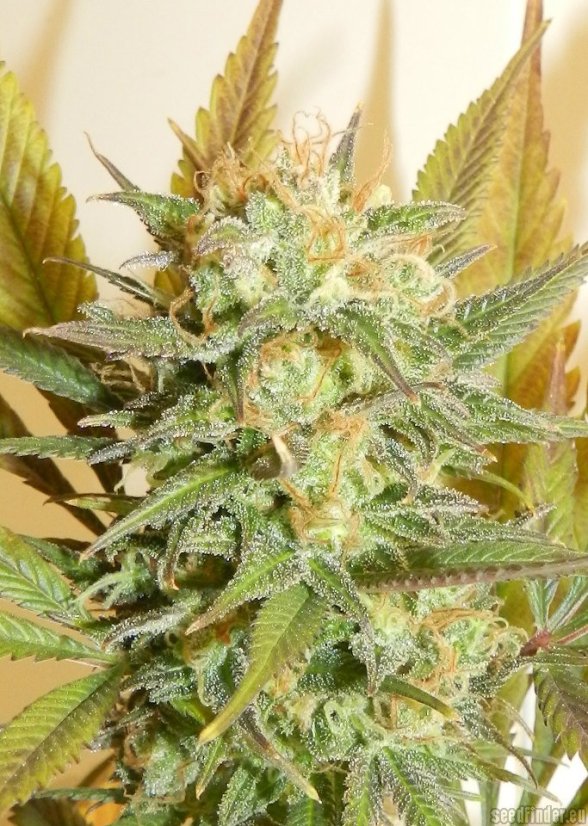 High Level - 9ks feminized semien Eva Seeds