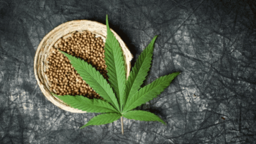 Cannabis-Indica-Samen - Ertrag - hoch