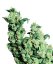 Jack Herer - semínka 10 ks standardizovaná Sensi Seeds