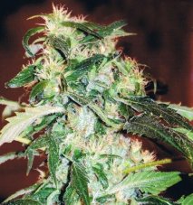 Jack 47 - Feminized Seeds 10 Pieces of Sweet Seeds