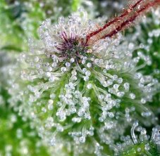 Kaliman Seeds Exodus Haze feminizované semená