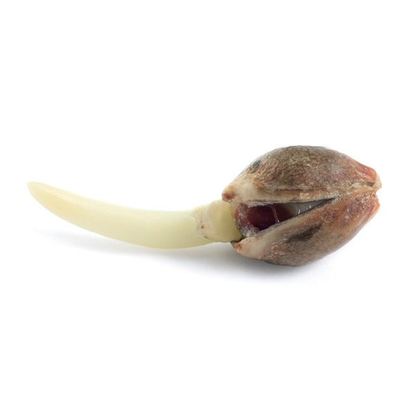 Royal Jack Automatic - fem. a samonakvétací semienka 3ks Royal Queen Seeds