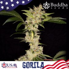 Buddha Seeds Gorilla feminizované semená
