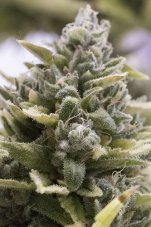 OG Kush Auto - fem. a samonakvétací semienka 5ks Humboldt