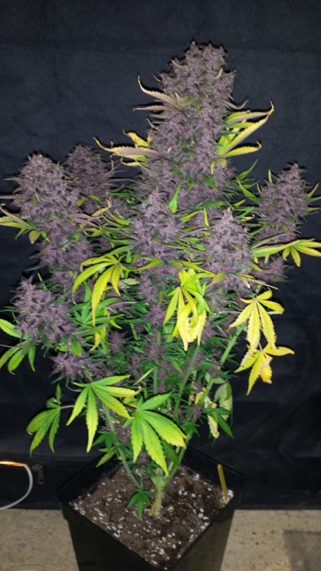 Bloody Skunk Auto - fem. a autoflowering semienka 5ks Sweet Seeds