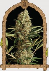 Strawberry Cube Auto - autoflowering marijuana seeds, 3pcs Exotic Seed