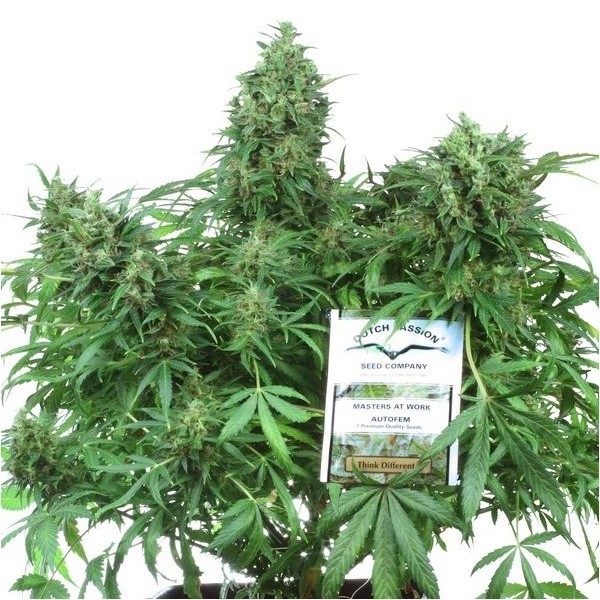 Think Different - autoflowering seeds 7 pcs Dutch Passion