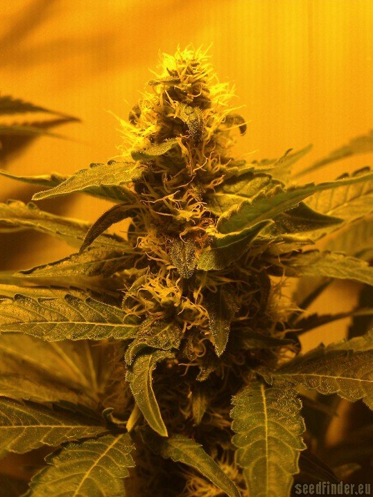 Haze Berry - feminizovaná semena 3 ks Royal Queen Seeds