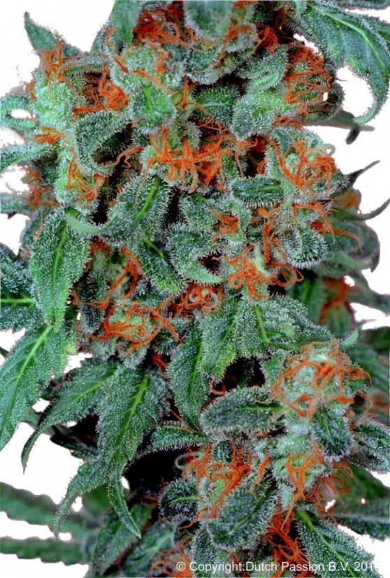 Orange Bud - feminizovaná semínka 5 ks Dutch Passion