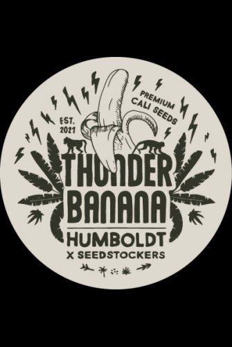 Thunder Banana Auto - nasiona marihuany autoflowering HumboldtXSeedstockers 3 szt.